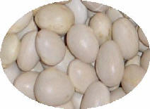 Faba blanca Redonda