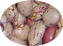 Faba Pinta de Len
